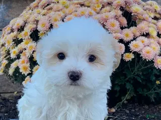Havanese dogs Harper - Ad 33