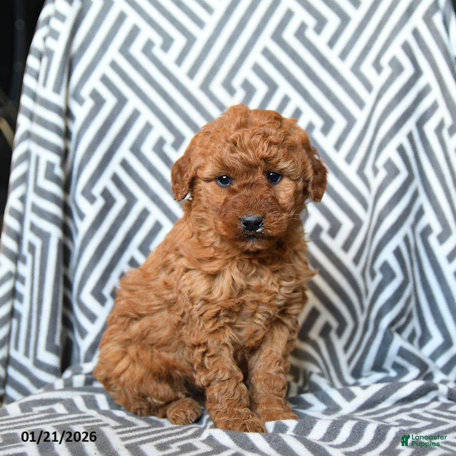Mini Goldendoodle dogs Hershey - Ad 2