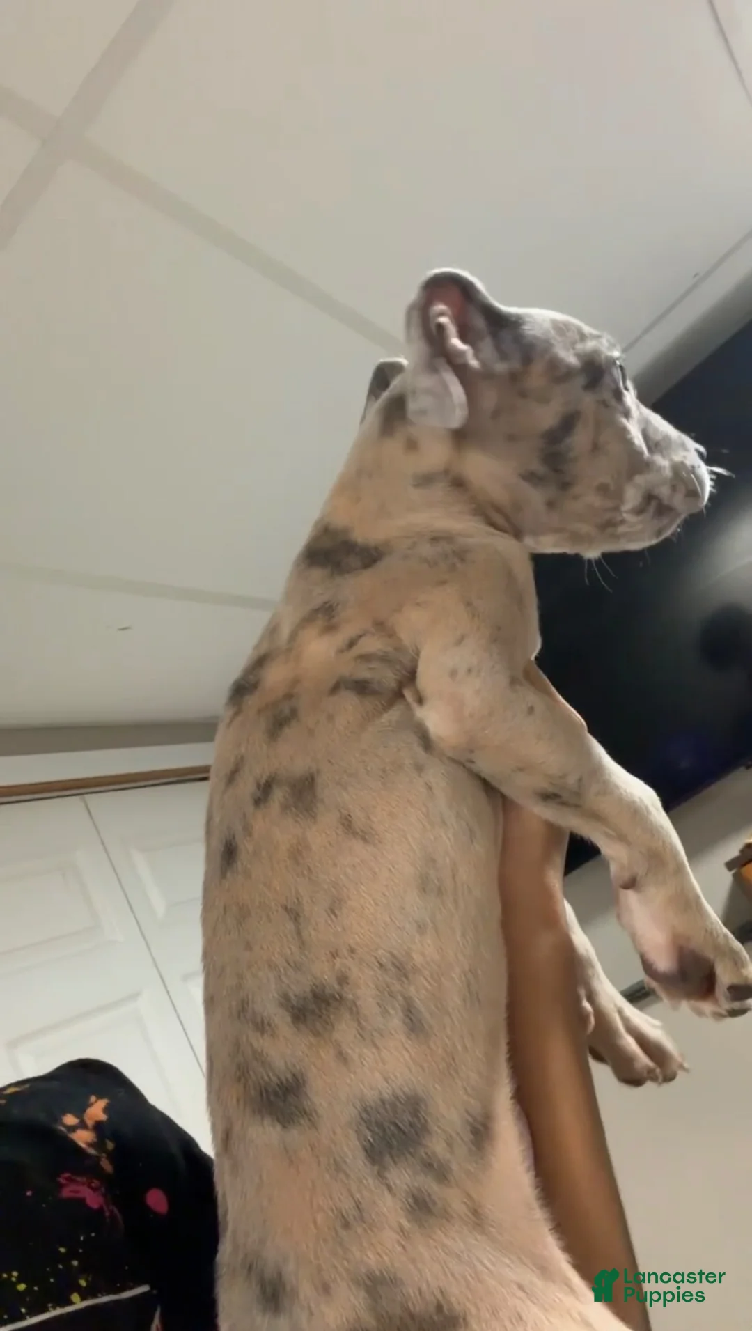 American Bully dogs for sale: American Bully 1 - Ad 2