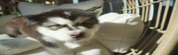 Alaskan Malamute dogs for sale: Saseme - Ad 6