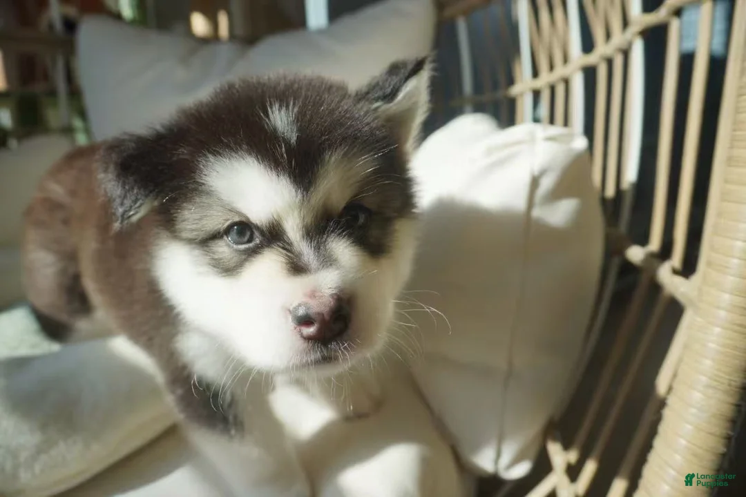 Alaskan Malamute dogs for sale: Saseme - Ad 6