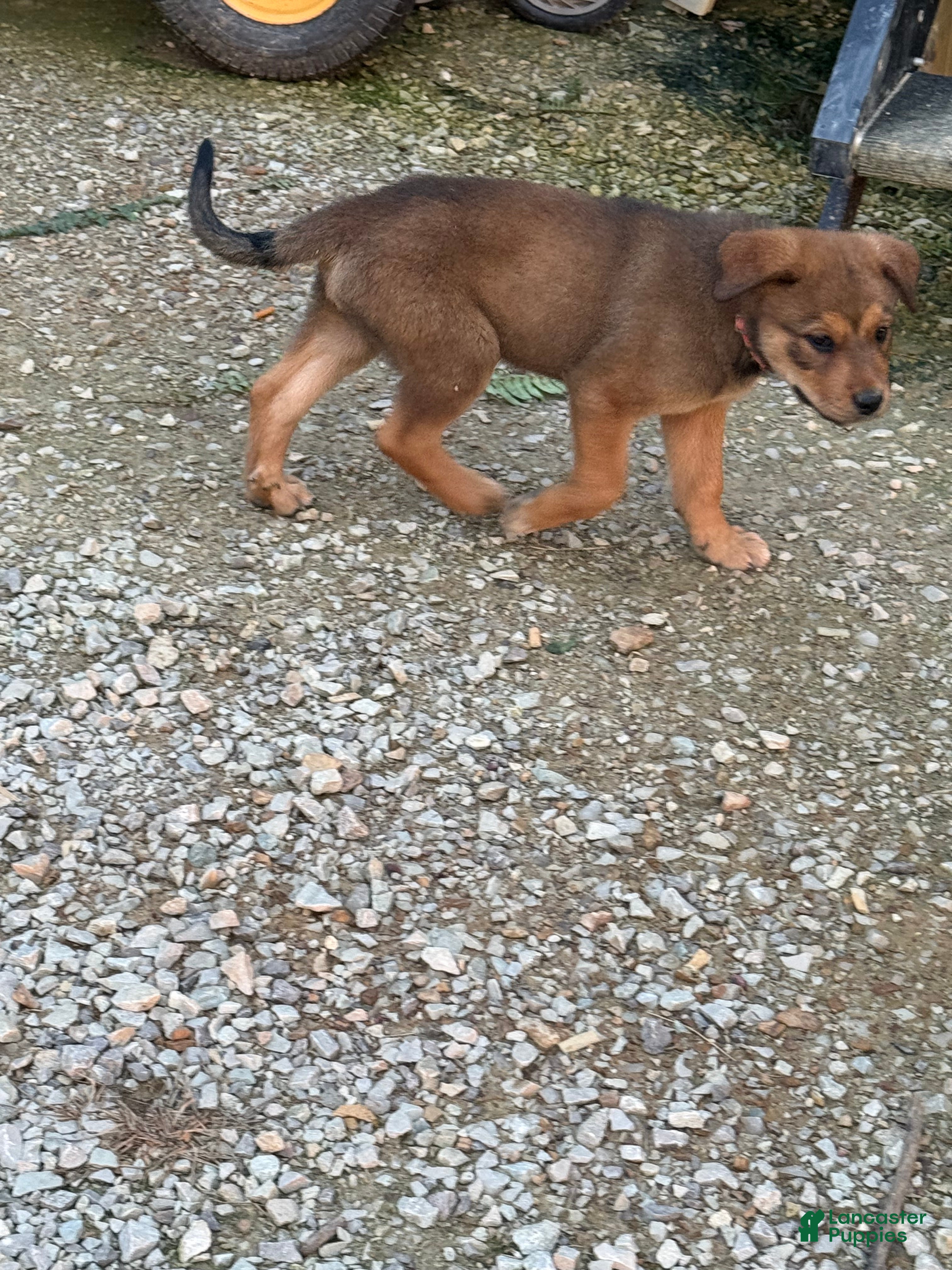 Mixed Breed dogs Jolene - Ad 2