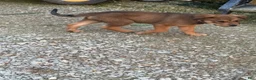 Mixed Breed dogs for sale: Jolene - Ad 2