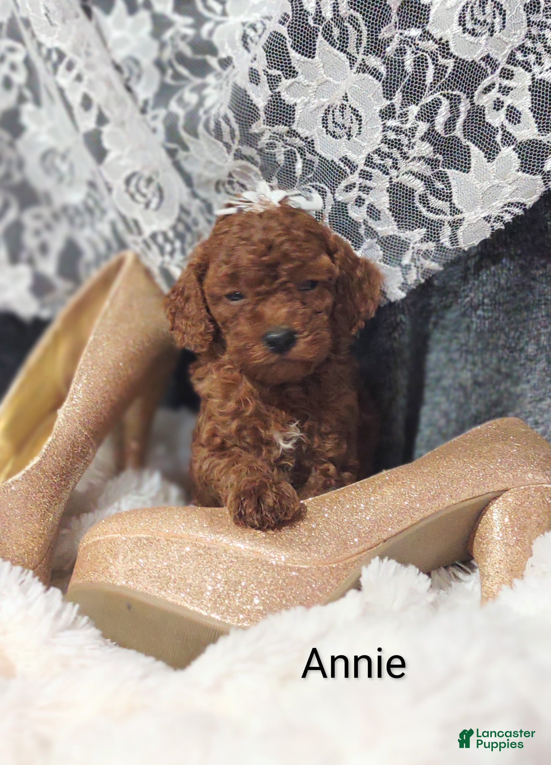 Cavapoo dogs Cavapoo F1b 9 Annie - Ad 1