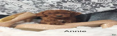 Cavapoo F1b 9 Annie