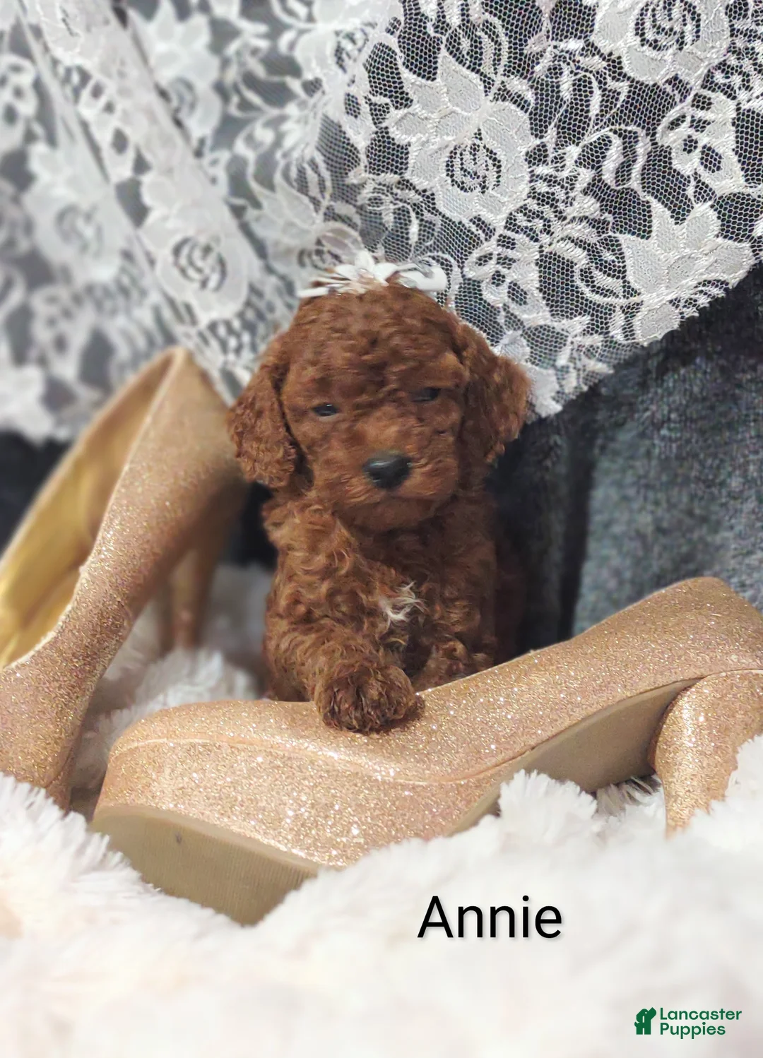 Cavapoo dogs for sale: Cavapoo F1b 9 Annie - Ad 1