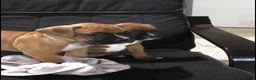 Boxer dogs for sale: Boxer Puppy 3 - Ad 3