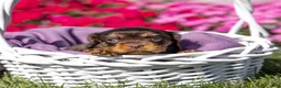 Cavalier King Charles Spaniel dogs for sale: Maisy - Ad 4