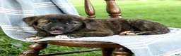 Mixed Breed dogs for sale: Camila - Ad 3