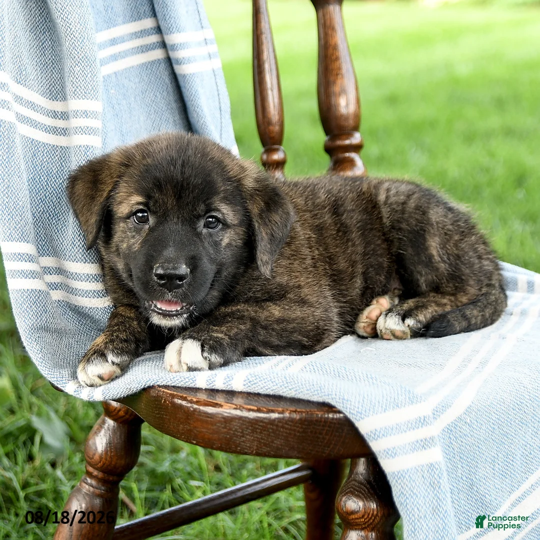 Mixed Breed dogs for sale: Camila - Ad 3