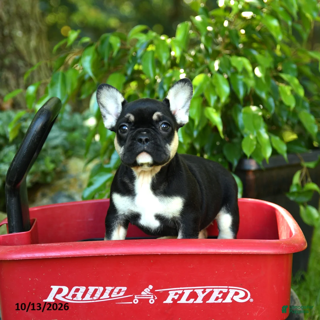 French Bulldog dogs for sale: Chelsey - Ad 1