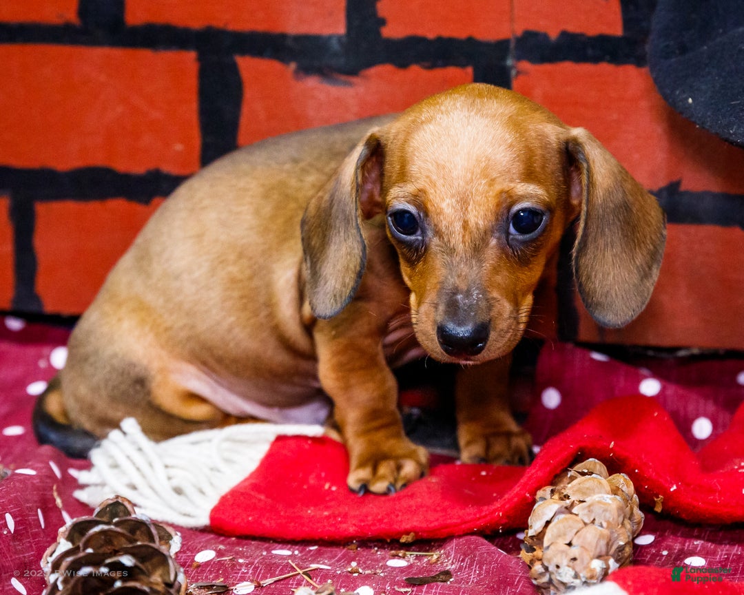 Miniature Dachshund dogs for sale: Xander - Ad 8