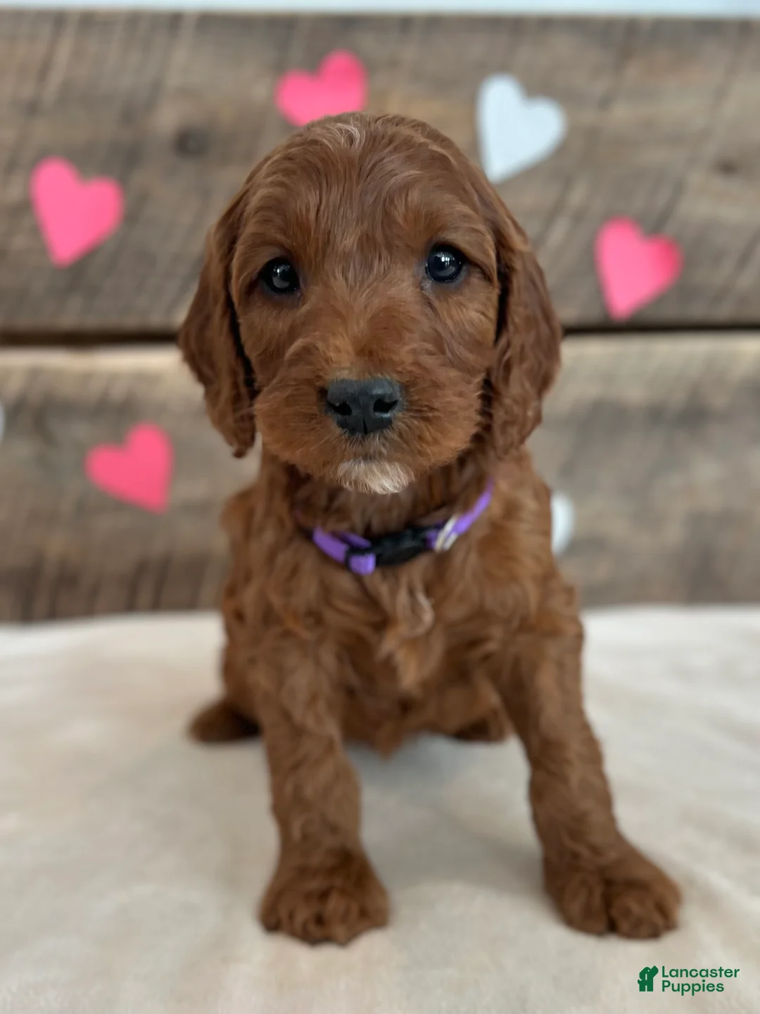 Irish Doodle dogs for sale: Lily - Ad 2