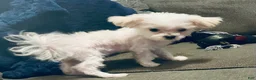 Maltese dogs for sale: Teacup Trayson - Ad 5