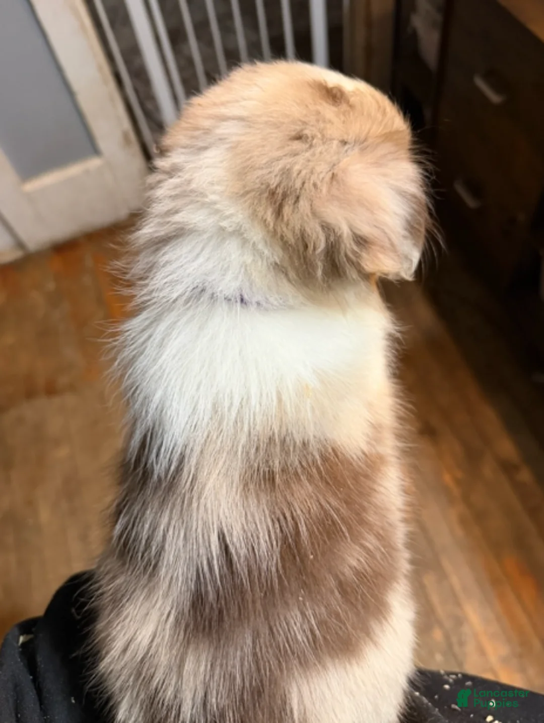 Australian Shepherd dogs for sale: Purple - Ad 2