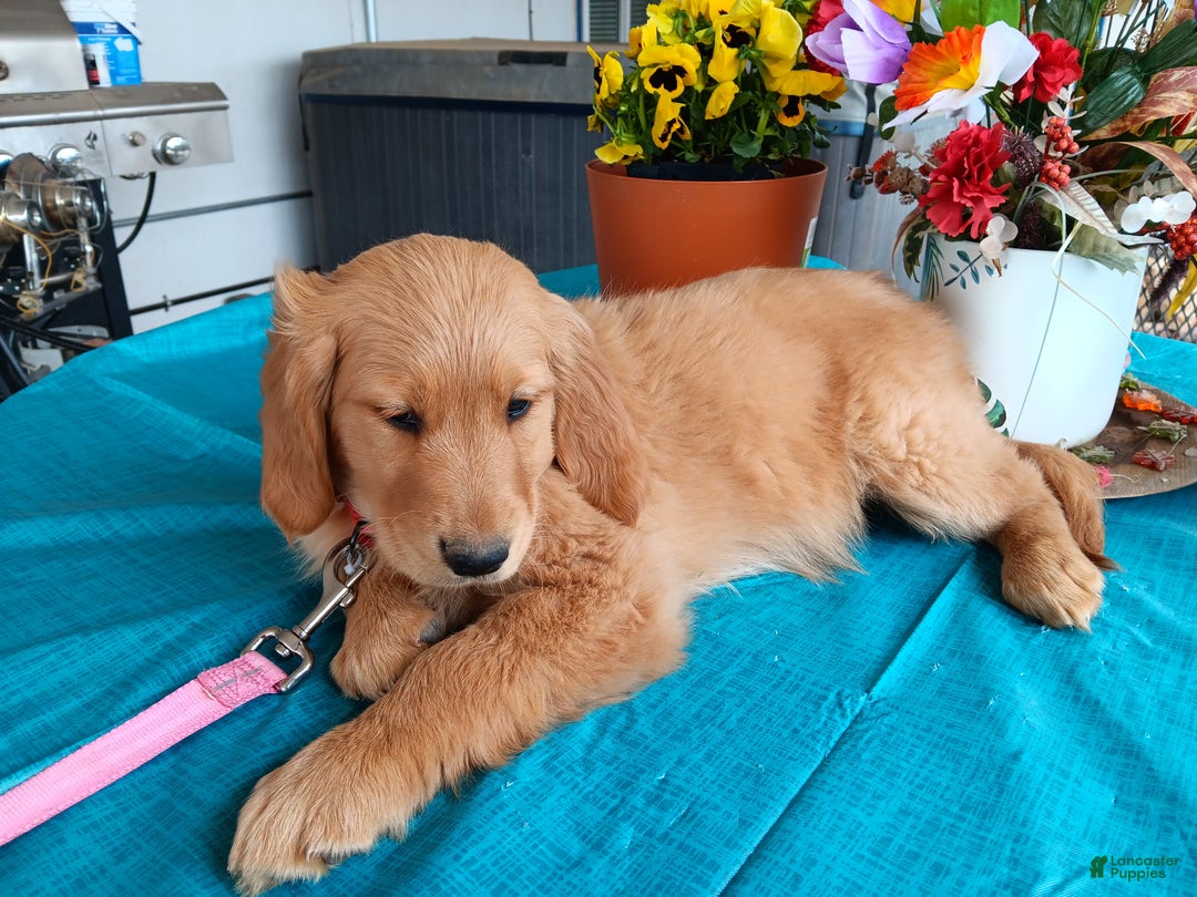 Golden Retriever dogs for sale: Sport - Ad 4