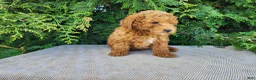 Mini Bernedoodle dogs for sale: Blake - Ad 9