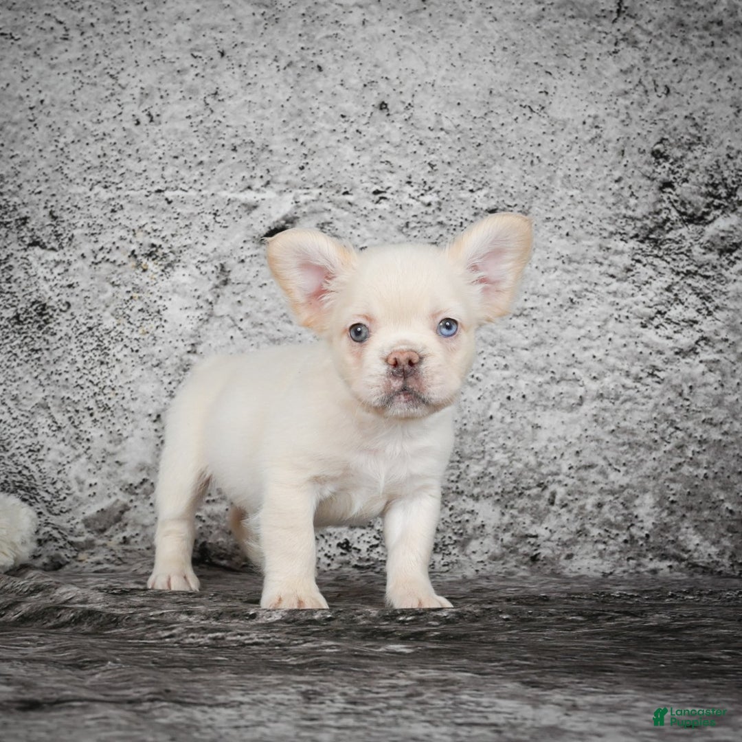 French Bulldog dogs for sale: Kody - Ad 7