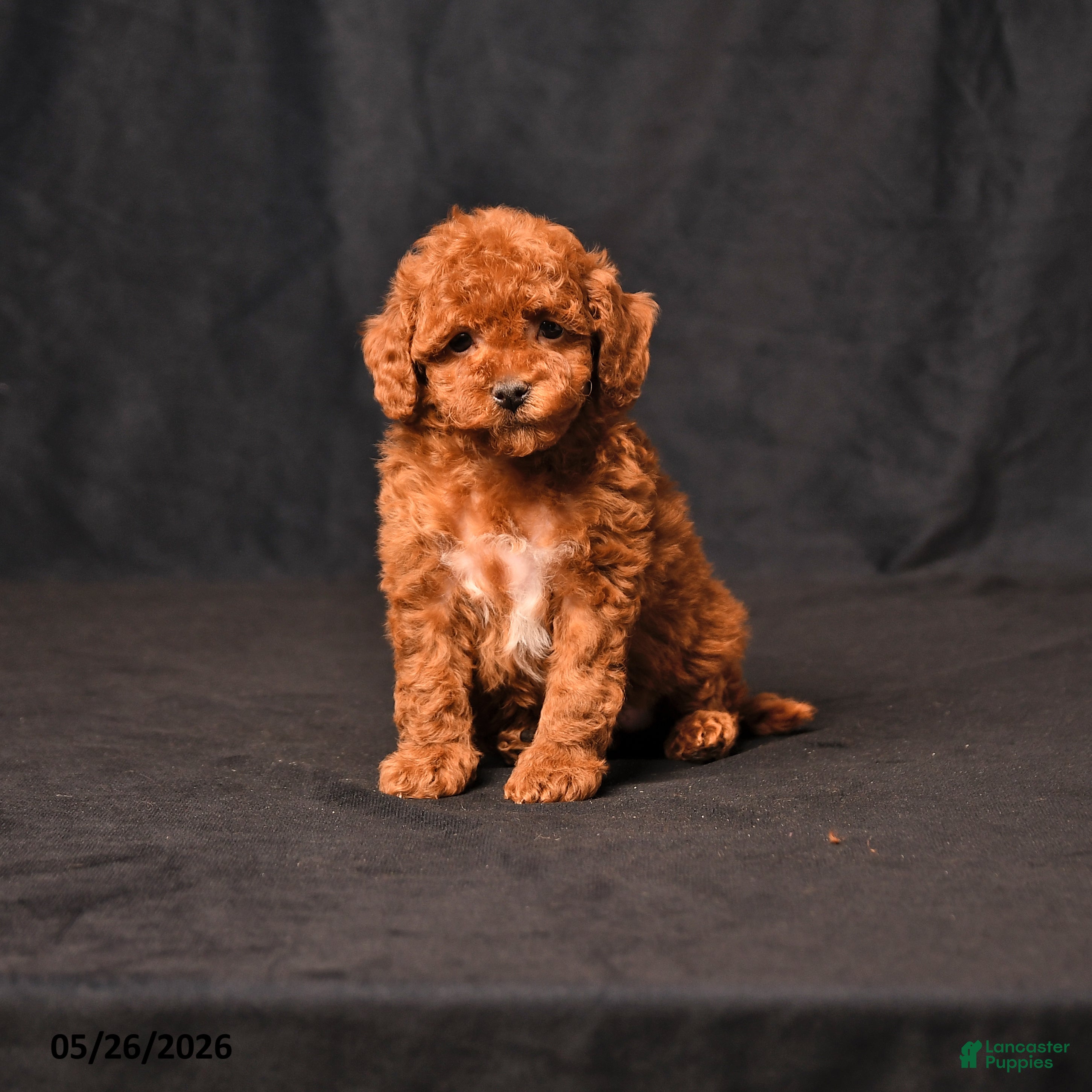 Toy Poodle dogs Blossem - Ad 1