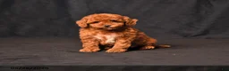 Toy Poodle dogs for sale: Blossem - Ad 1