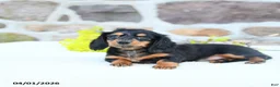 Miniature Dachshund dogs for sale: Blossom - Ad 4