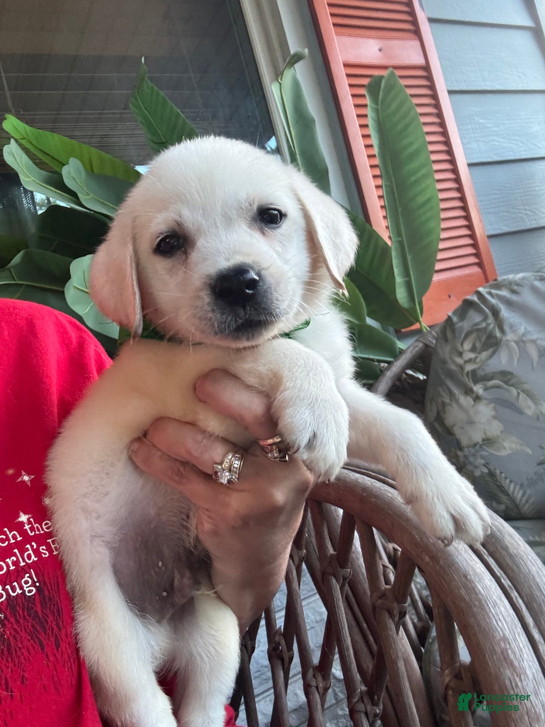 Labrador Retriever dogs for sale: Labrador Retriever Male Tanner - Ad 3