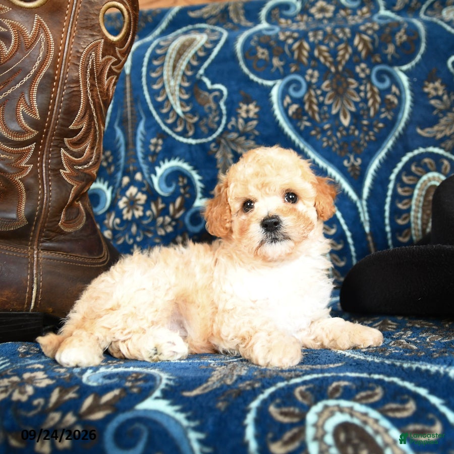 Cavapoo dogs Shasta - Ad 1