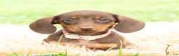 Miniature Dachshund dogs for sale: Latte - Ad 4
