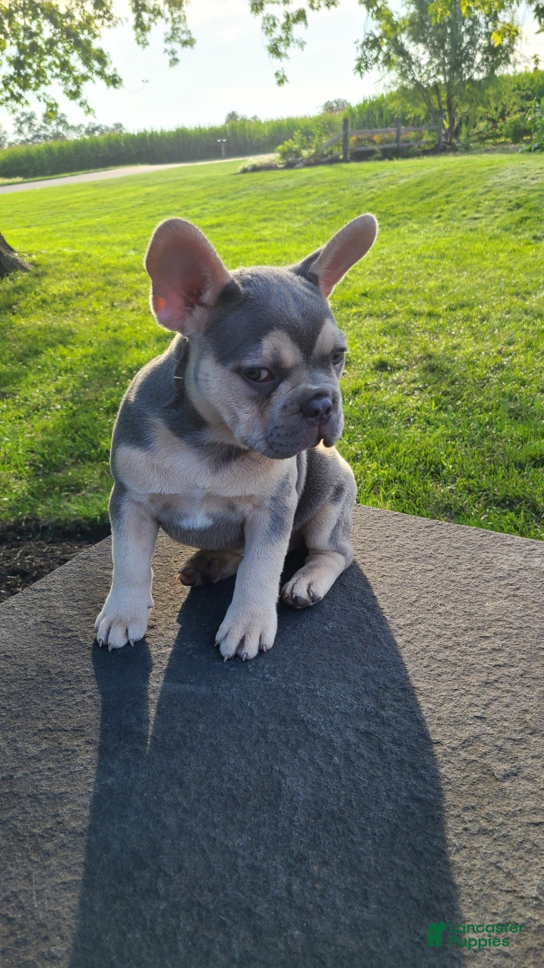 French Bulldog dogs for sale: Benji - Ad 1