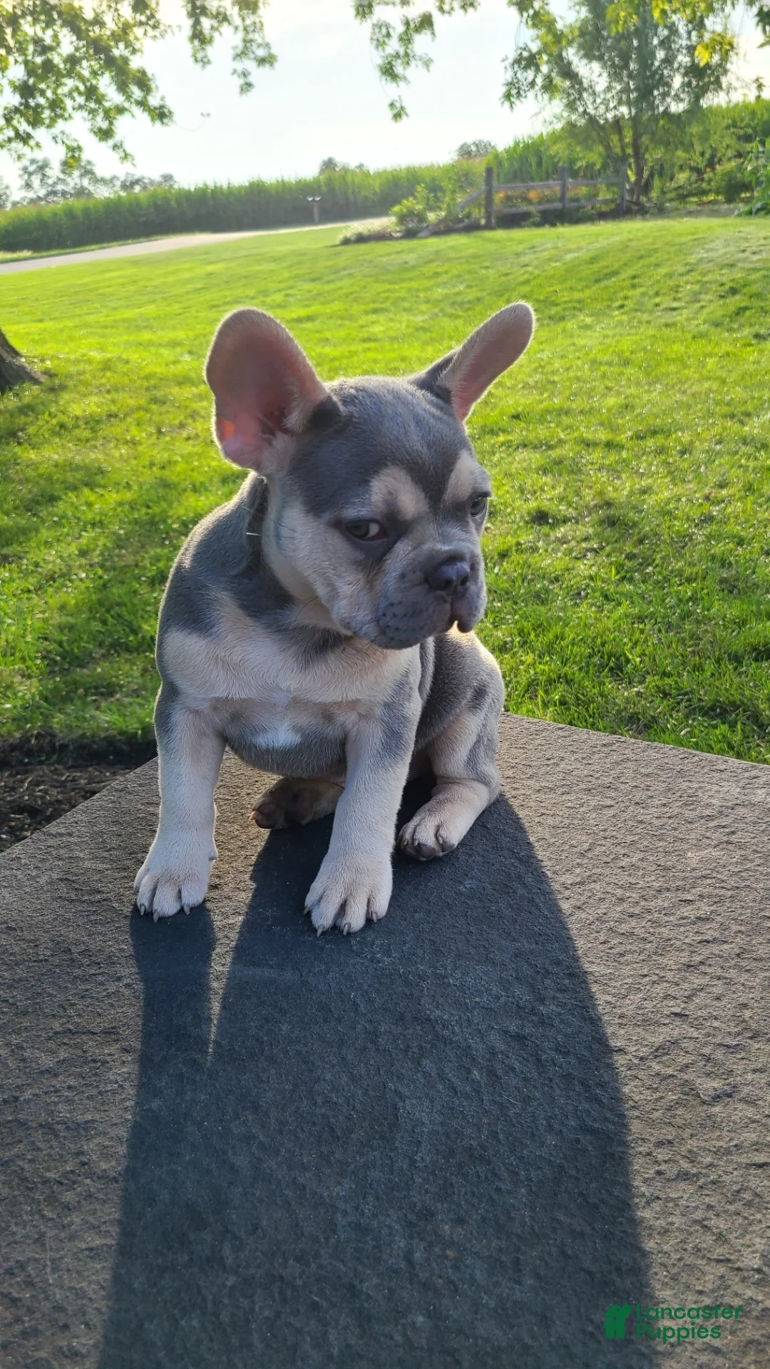French Bulldog dogs for sale: Benji - Ad 1
