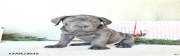 Cane Corso dogs for sale: Nova - Ad 4