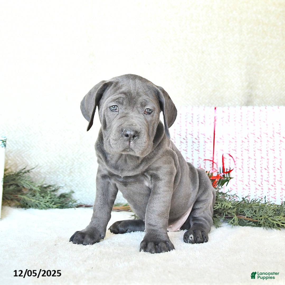 Cane Corso dogs for sale: Nova - Ad 4