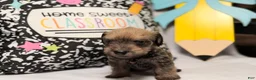Mixed Breed dogs for sale: Sheriff  - Ad 4