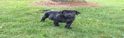 Labrador Retriever dogs for sale: Shawn  - Ad 1