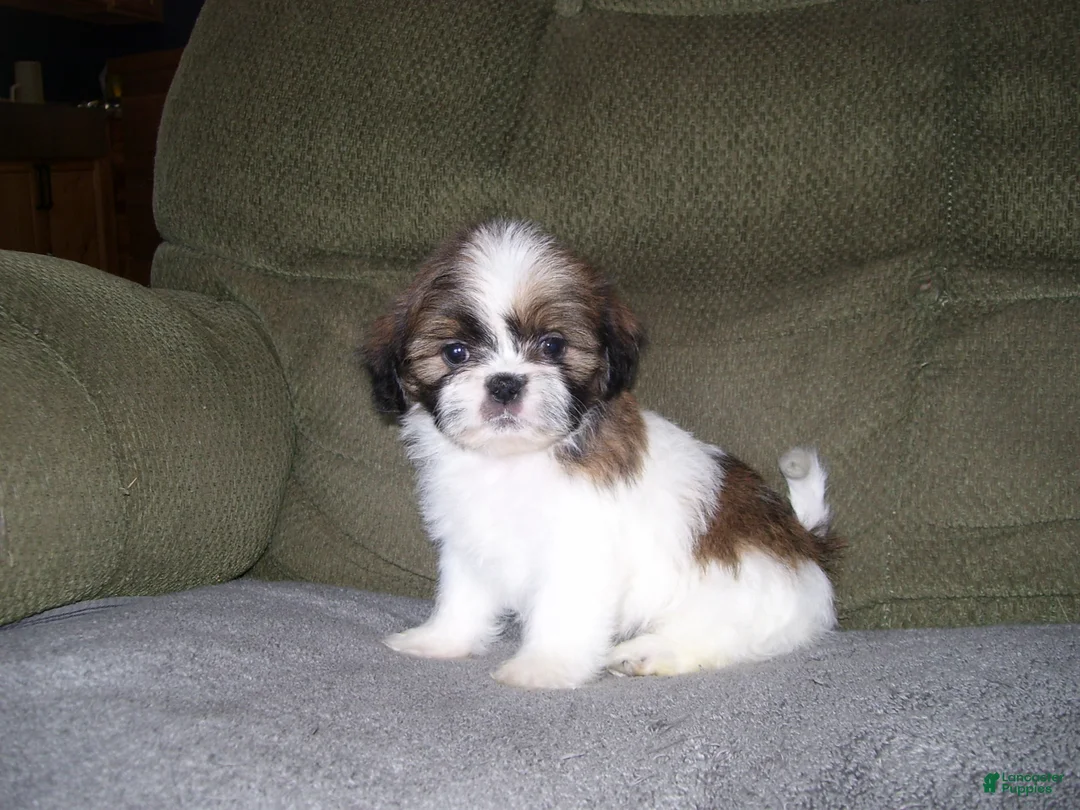 Shih Tzu dogs for sale: TOBY - Ad 5