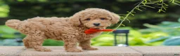 Maltipoo dogs for sale: Marley - Ad 5