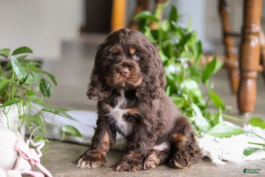 Cocker Spaniel dogs for sale: Luca - Ad 4