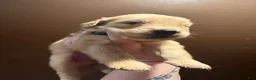 Golden Retriever dogs for sale: Bagel - Ad 3
