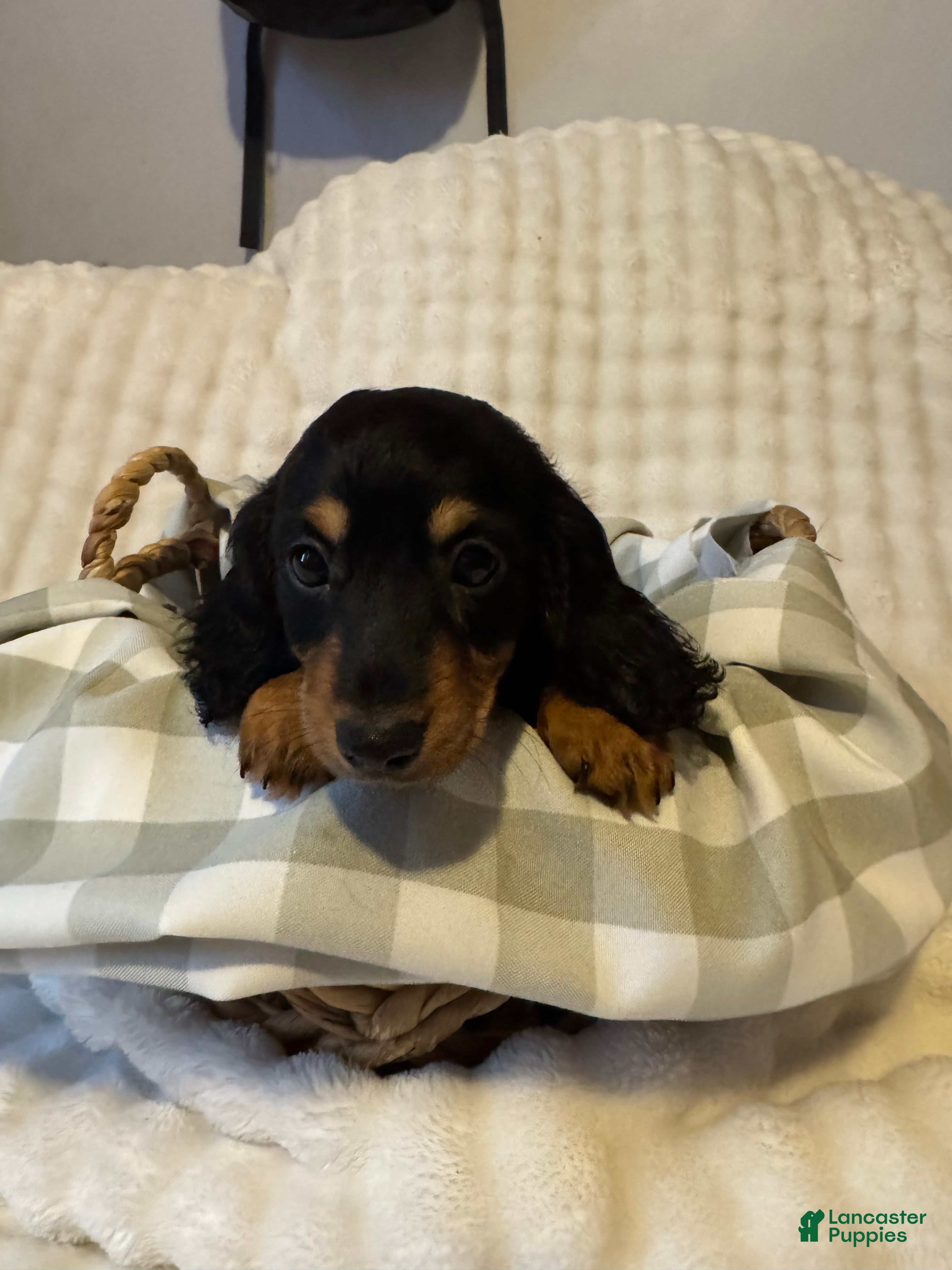 Miniature Dachshund dogs for sale: Long haired mini *Tilly* - Ad 3