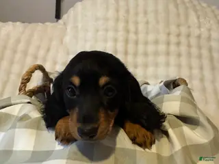 Miniature Dachshund dogs for sale: Long haired mini *Tilly* - Ad 3