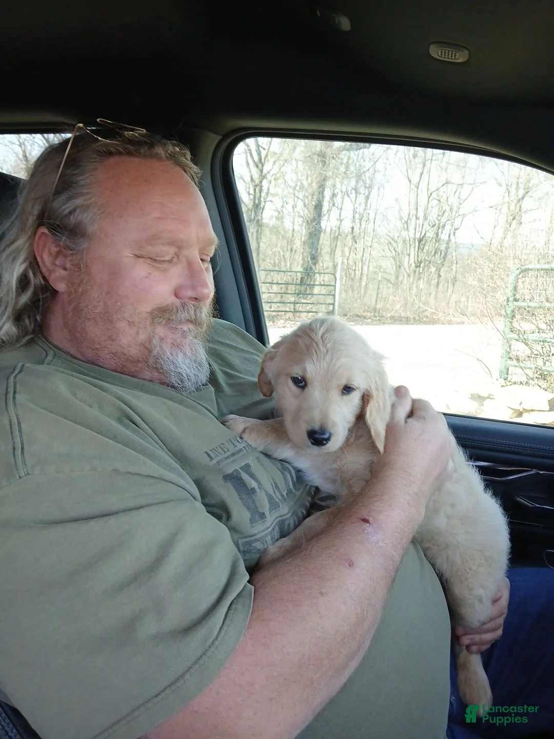 Goldendoodle dogs for stud: Kat and puddles  - Ad 1