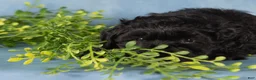 Mixed Breed dogs for sale: Midnight - Ad 5