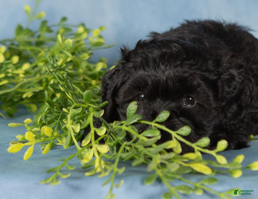 Mixed Breed dogs for sale: Midnight - Ad 2