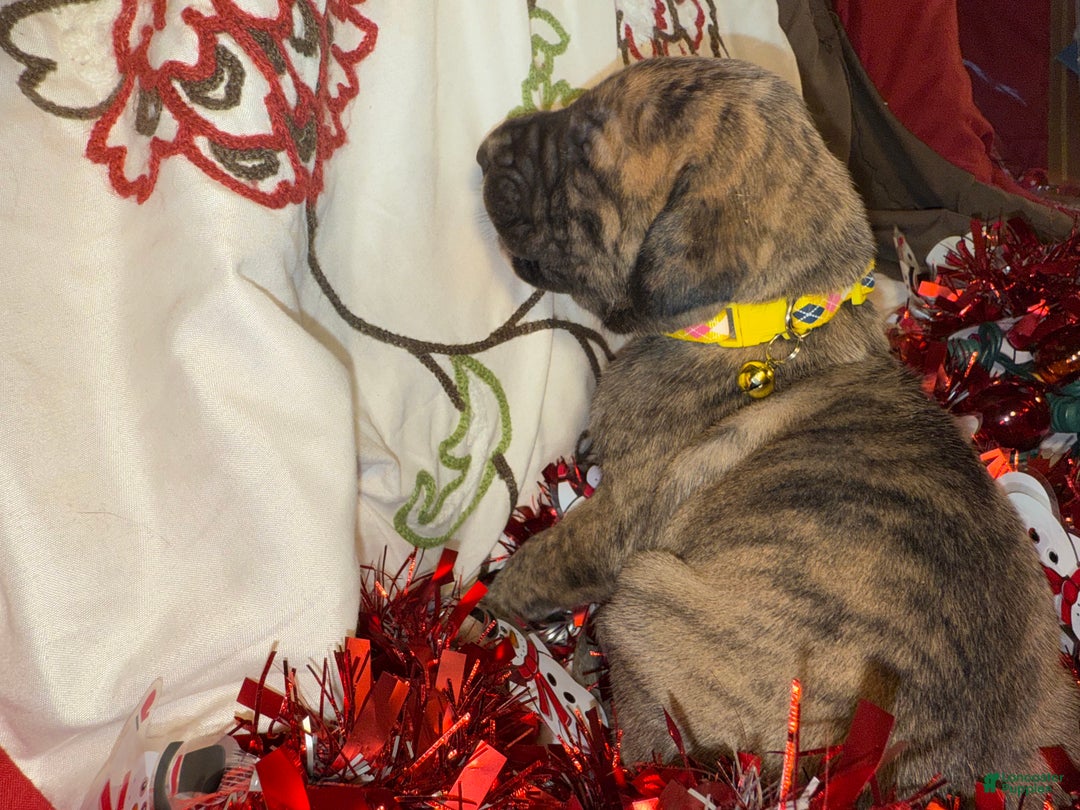 Great Dane dogs for sale: Francine - Ad 12