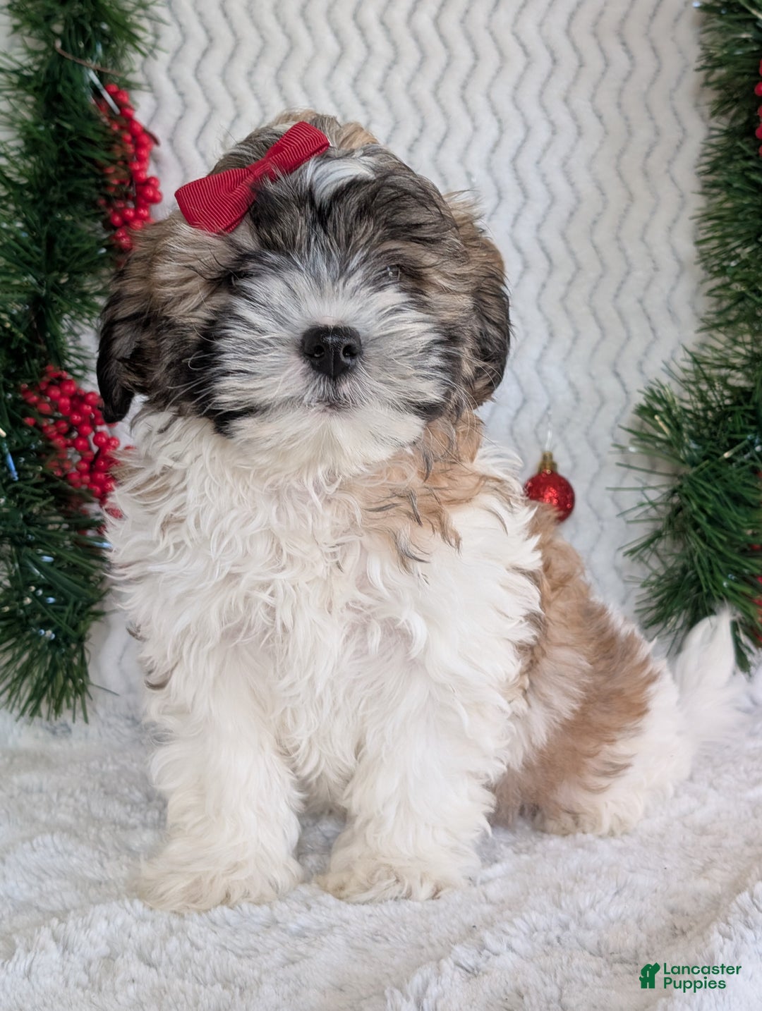 Teddy Bear dogs for sale: Kody - Ad 11