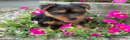 Yorkshire Terrier dogs for sale: Ruby - Ad 9