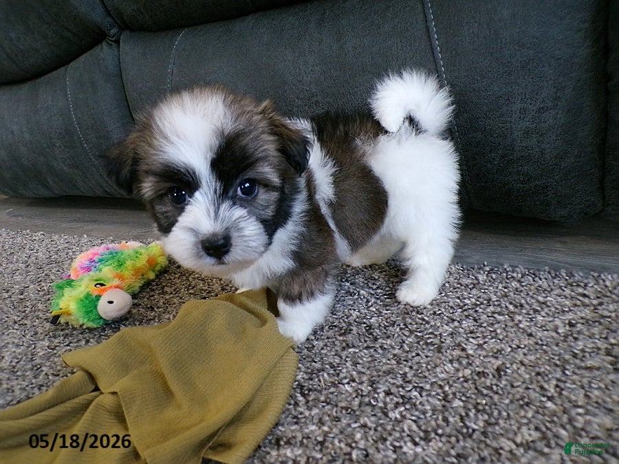 Havanese dogs Kody - Ad 1