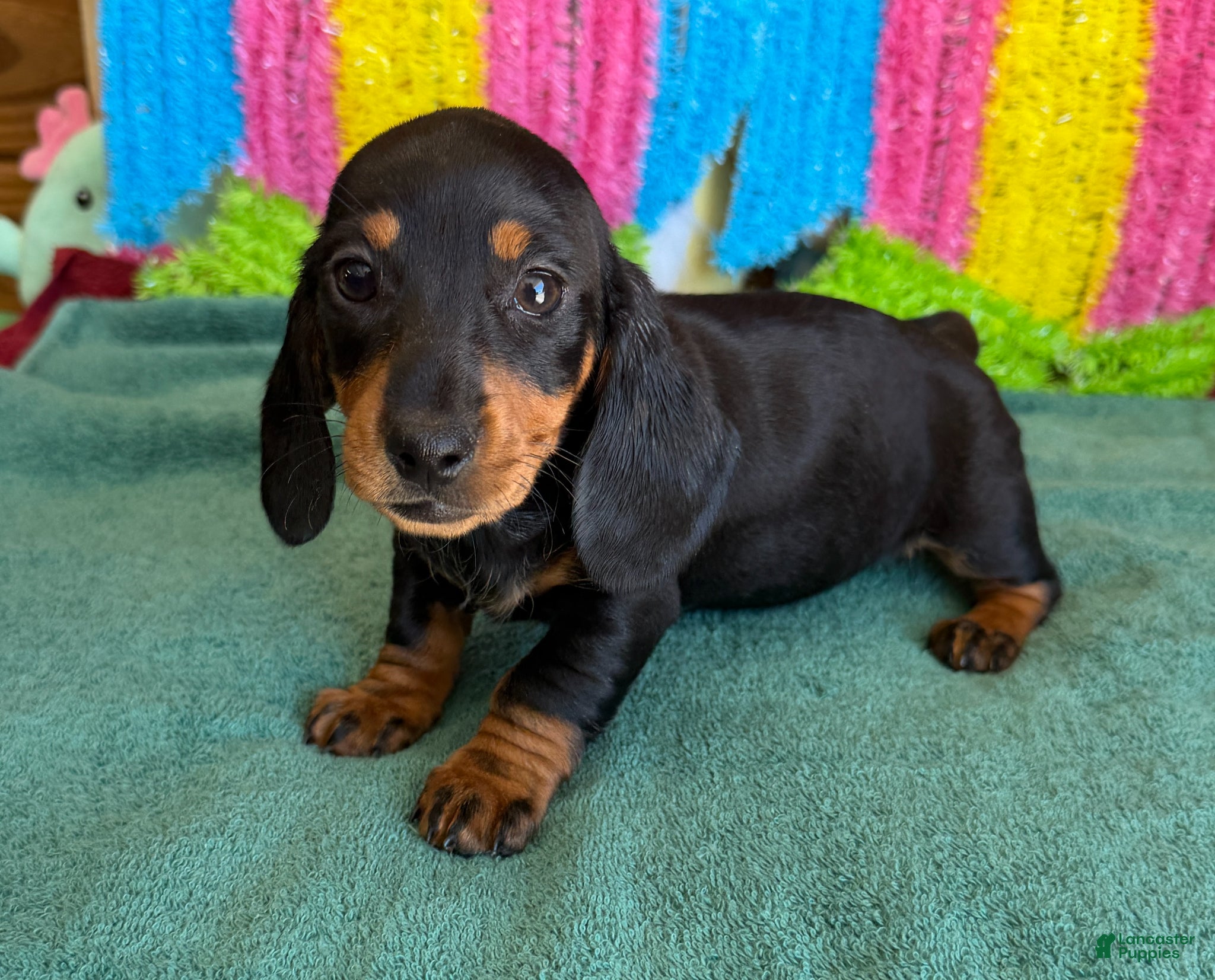 Miniature Dachshund dogs Olive - Ad 26