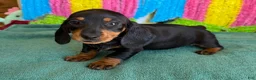 Miniature Dachshund dogs for sale: Olive - Ad 1