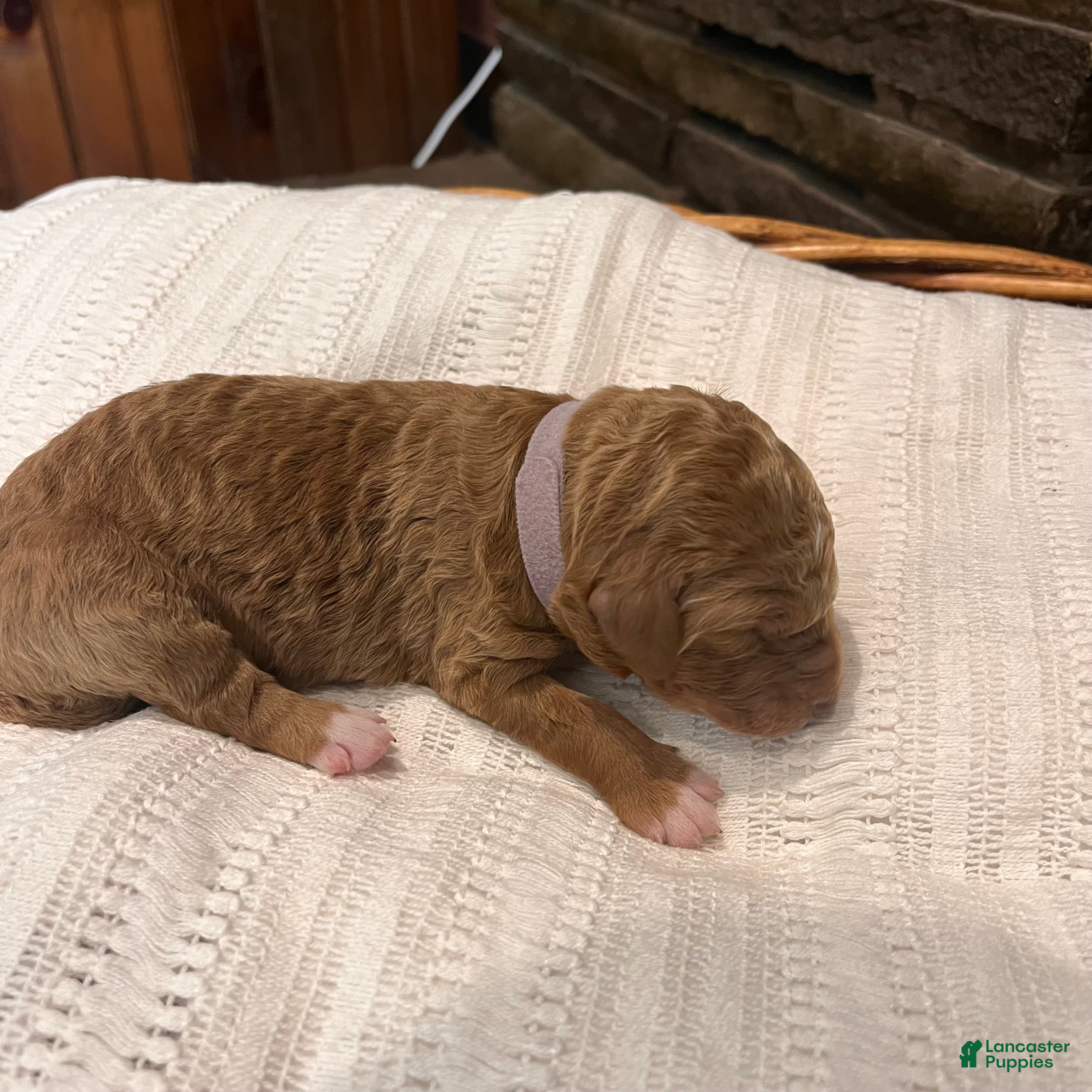 Irish Doodle dogs Light Purple Collar - “Holly” - Ad 2